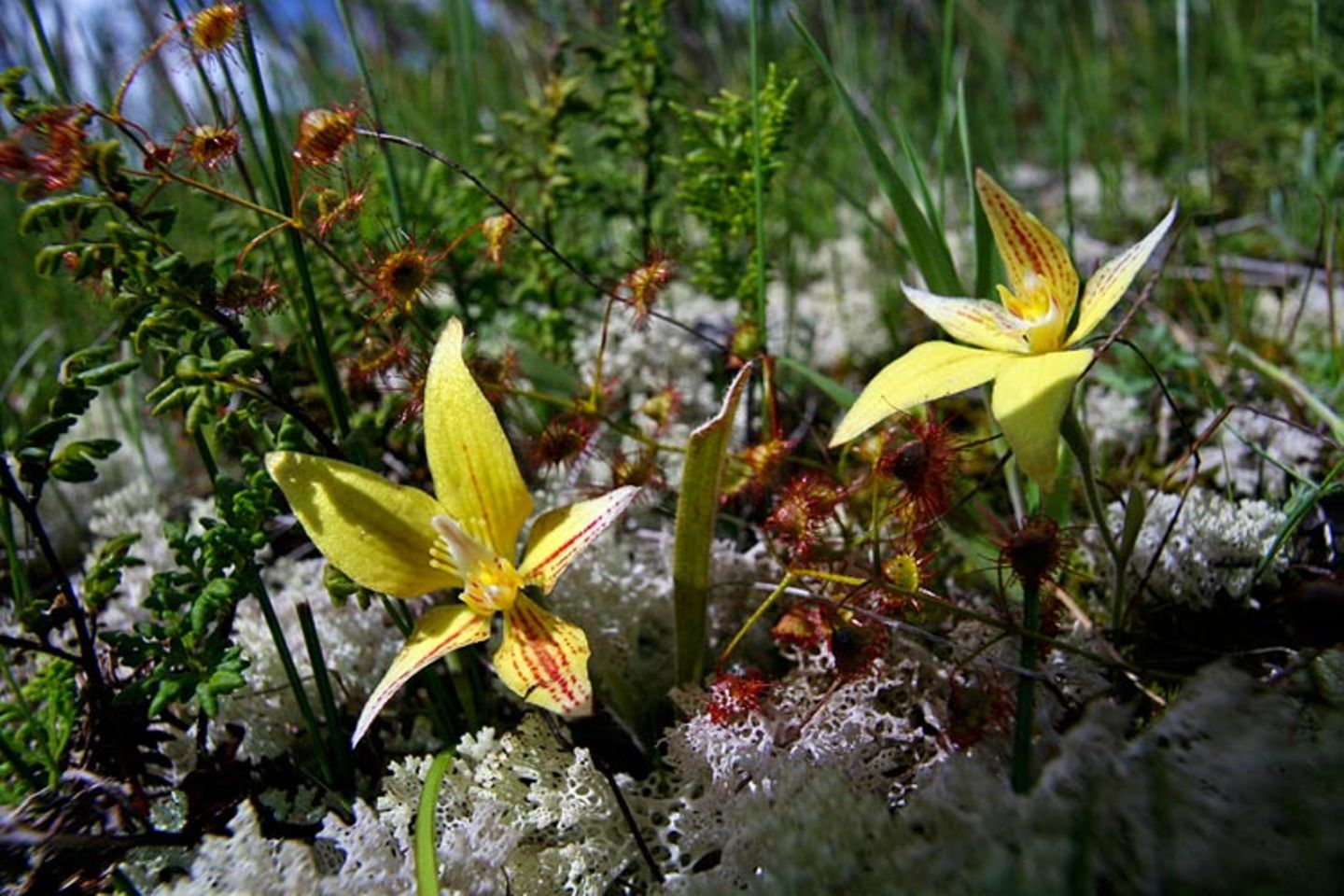 Noch mehr Orchideen... - Bild 9