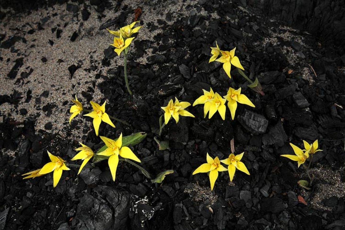 Noch mehr Orchideen... - Bild 10