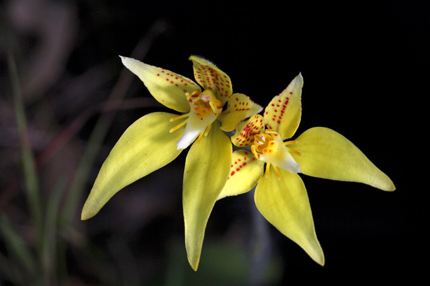 Noch mehr Orchideen... - Bild 11