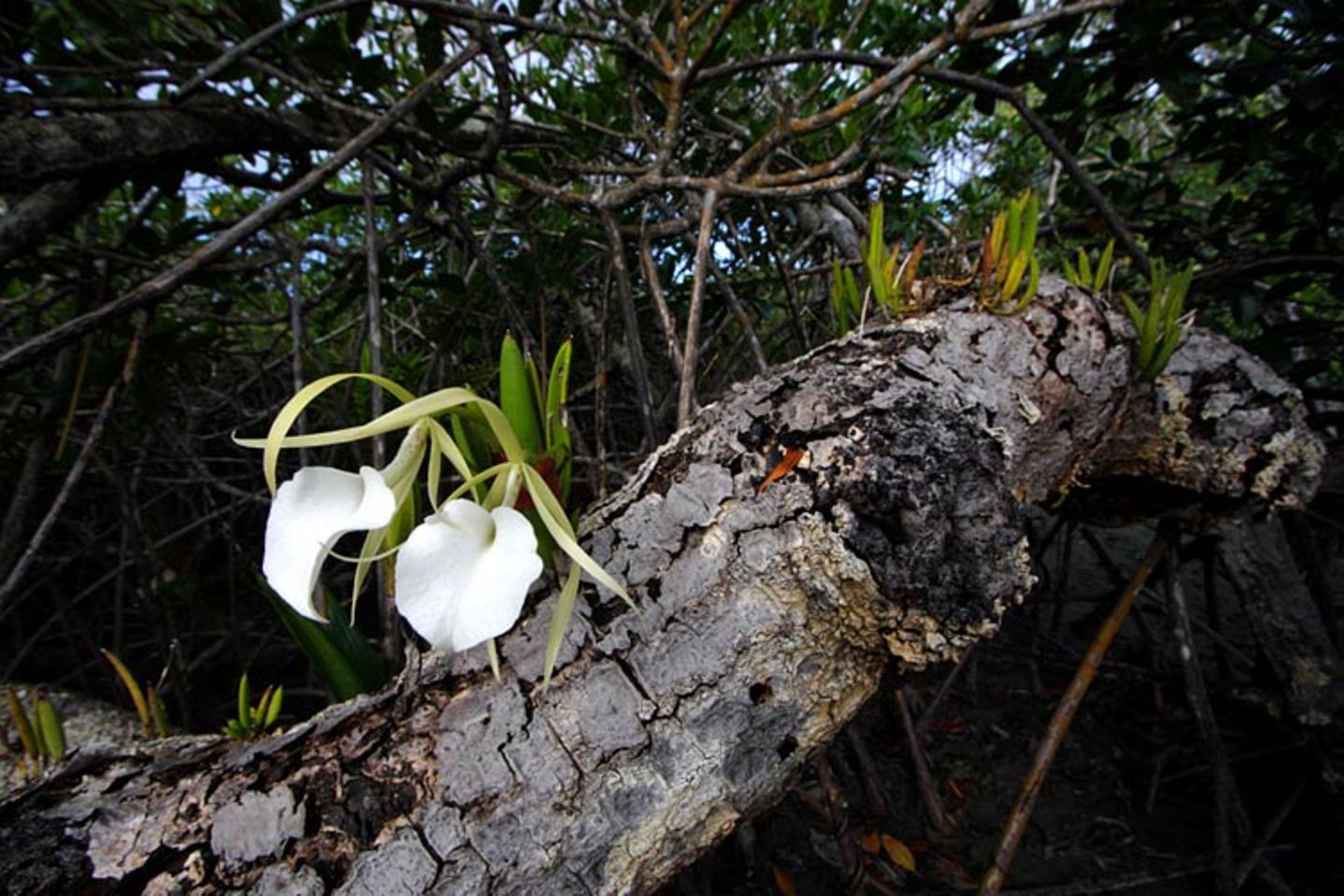 Noch mehr Orchideen... - Bild 12