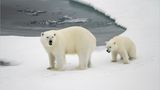 Fotogalerie: Eisbrecher-Expedition in die Arktis - Bild 3