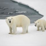 Fotogalerie: Eisbrecher-Expedition in die Arktis - Bild 3