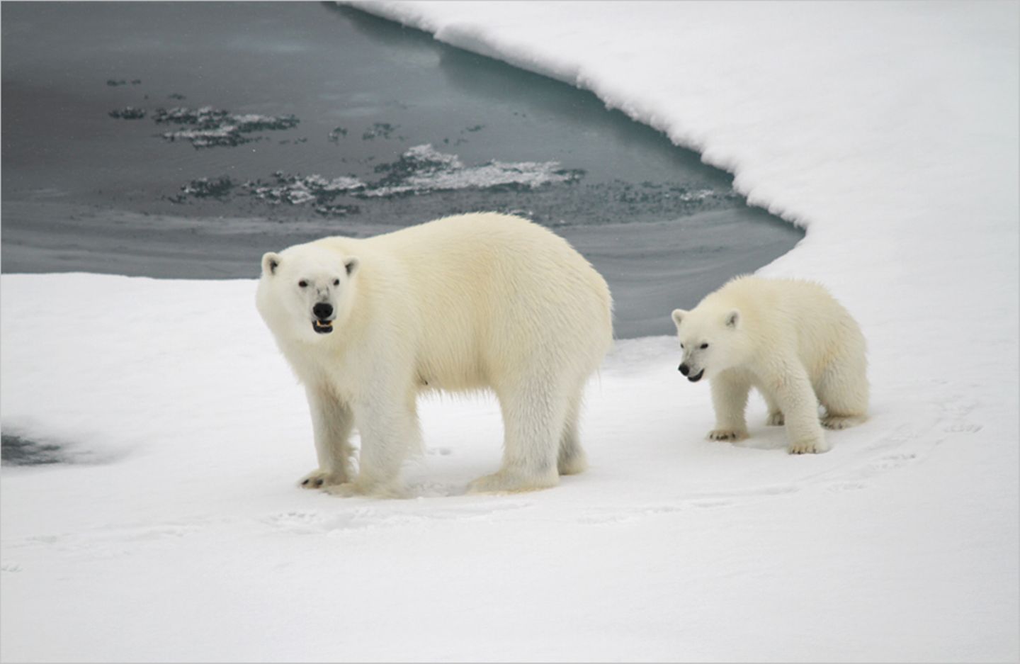 Fotogalerie: Eisbrecher-Expedition in die Arktis - Bild 3