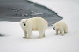 Fotogalerie: Eisbrecher-Expedition in die Arktis - Bild 3
