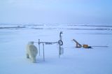Fotogalerie: Eisbrecher-Expedition in die Arktis - Bild 10