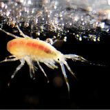 Fotogalerie: Eisbrecher-Expedition in die Arktis - Bild 13