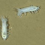 Fotogalerie: Eisbrecher-Expedition in die Arktis - Bild 14