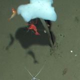 Fotogalerie: Eisbrecher-Expedition in die Arktis - Bild 15