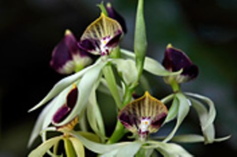 Fotogalerie: Orchideen