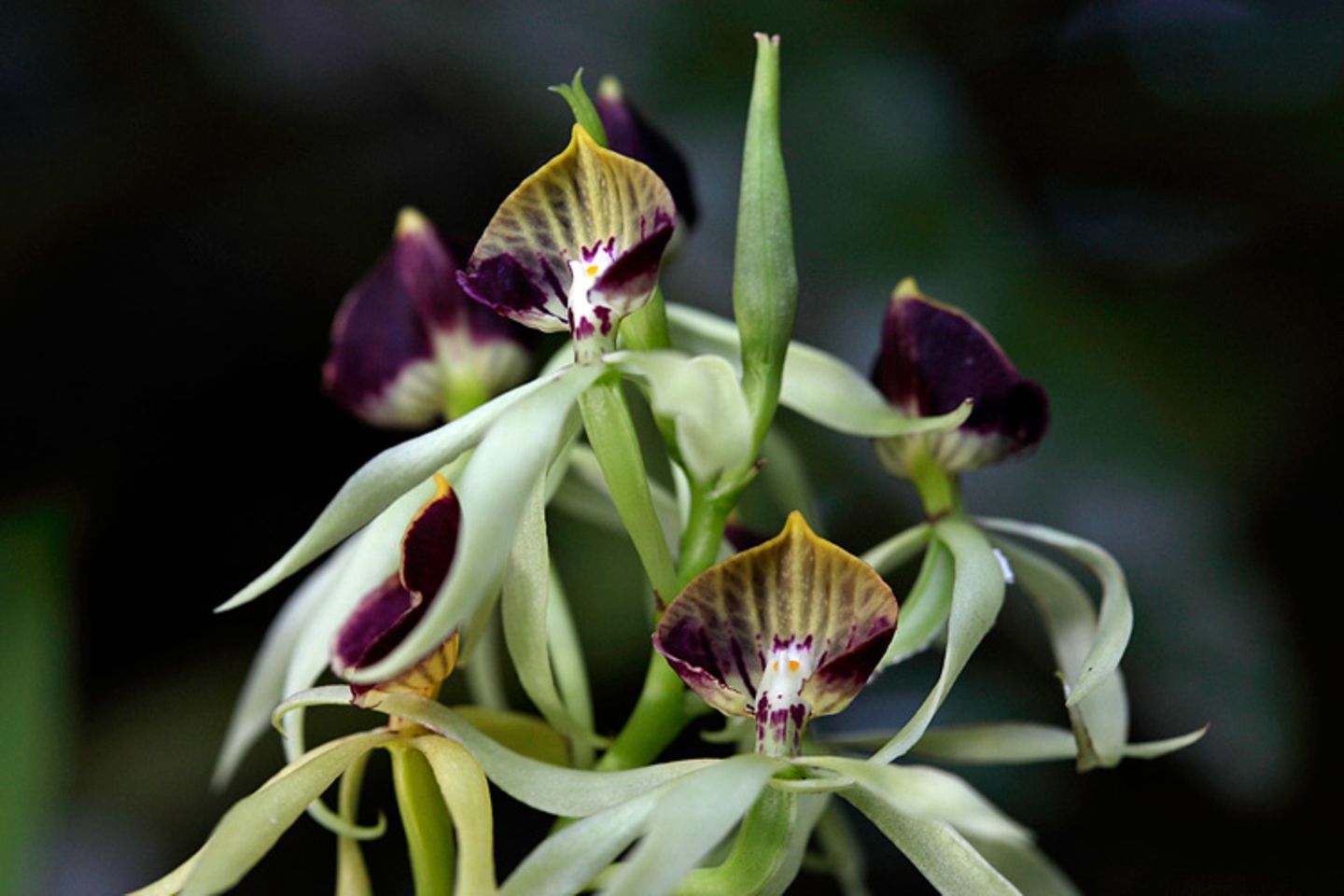 Fotogalerie: Orchideen