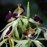 Fotogalerie: Orchideen