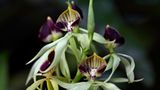 Fotogalerie: Orchideen