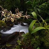 Fotogalerie: Orchideen - Bild 2