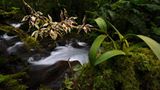 Fotogalerie: Orchideen - Bild 2