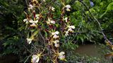 Fotogalerie: Orchideen - Bild 3