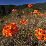 Fotogalerie: Orchideen - Bild 4