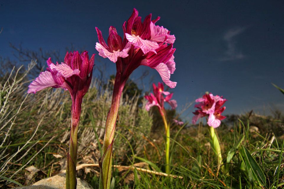 Fotogalerie: Orchideen - Bild 5