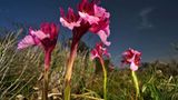 Fotogalerie: Orchideen - Bild 5