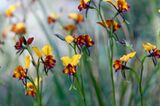 Fotogalerie: Orchideen - Bild 6