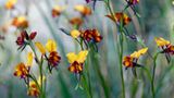 Fotogalerie: Orchideen - Bild 6