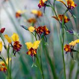 Fotogalerie: Orchideen - Bild 6