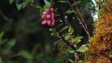 Fotogalerie: Orchideen - Bild 7