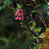 Fotogalerie: Orchideen - Bild 7