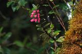 Fotogalerie: Orchideen - Bild 7