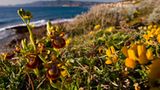 Fotogalerie: Orchideen - Bild 8