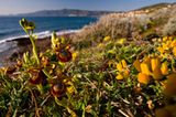 Fotogalerie: Orchideen - Bild 8