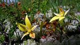 Fotogalerie: Orchideen - Bild 9