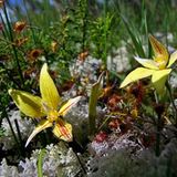 Fotogalerie: Orchideen - Bild 9