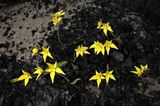 Fotogalerie: Orchideen - Bild 10