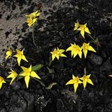 Fotogalerie: Orchideen - Bild 10