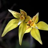 Fotogalerie: Orchideen - Bild 11