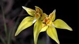 Fotogalerie: Orchideen - Bild 11