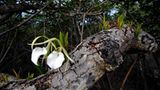 Fotogalerie: Orchideen - Bild 12