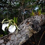 Fotogalerie: Orchideen - Bild 12