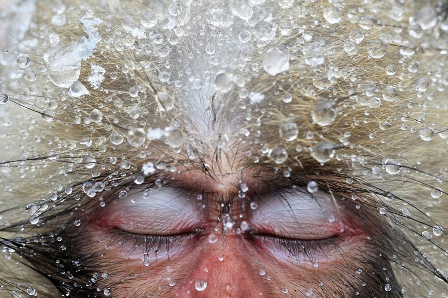 Fotogalerie: Die besten Naturfotografien 2012