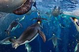 Fotogalerie: Die besten Naturfotografien 2012 - Bild 2