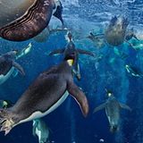 Fotogalerie: Die besten Naturfotografien 2012 - Bild 2