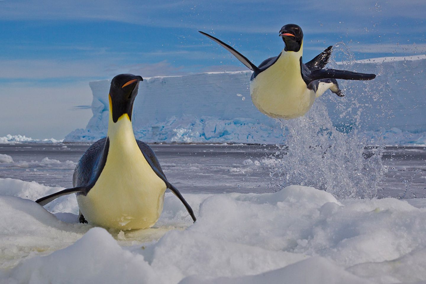 Fotogalerie: Die besten Naturfotografien 2012 - Bild 4 Fotogalerie: Die besten Naturfotografien 2012 - Bild 4