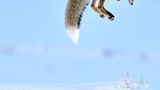 Fotogalerie: Die besten Naturfotografien 2012 - Bild 5