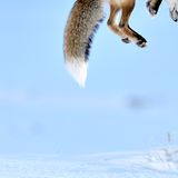 Fotogalerie: Die besten Naturfotografien 2012 - Bild 5