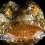 Fotogalerie: Die besten Naturfotografien 2012 - Bild 6