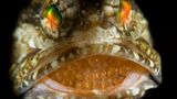 Fotogalerie: Die besten Naturfotografien 2012 - Bild 6