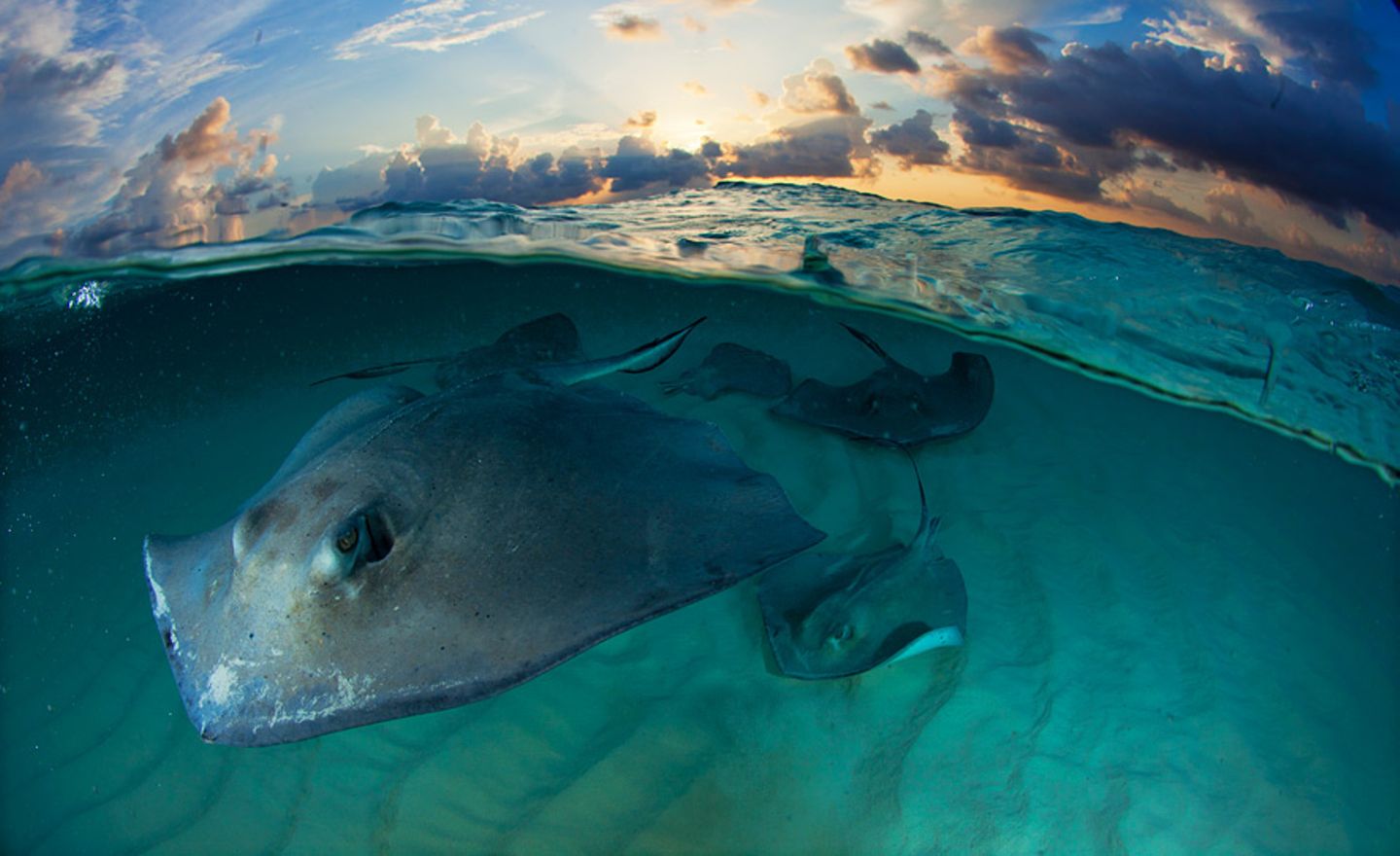 Fotogalerie: Die besten Naturfotografien 2012 - Bild 7 Fotogalerie: Die besten Naturfotografien 2012 - Bild 7