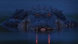 Fotogalerie: Die besten Naturfotografien 2012 - Bild 8