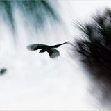 Fotogalerie: Spirituelle Reise zum Himalaya - Bild 8