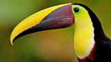 Fotogalerie: Naturwunder Costa Rica - Bild 4